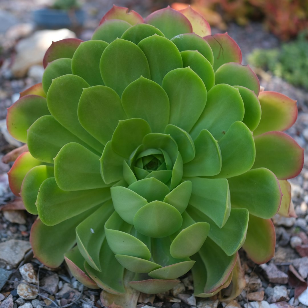Succulent Plant